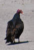 Turkey Vulture-1